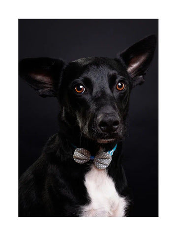 Ein schwarzer Hund mit weißen Flecken und einer karierten Fliege vor einem schwarzen Hintergrund.
