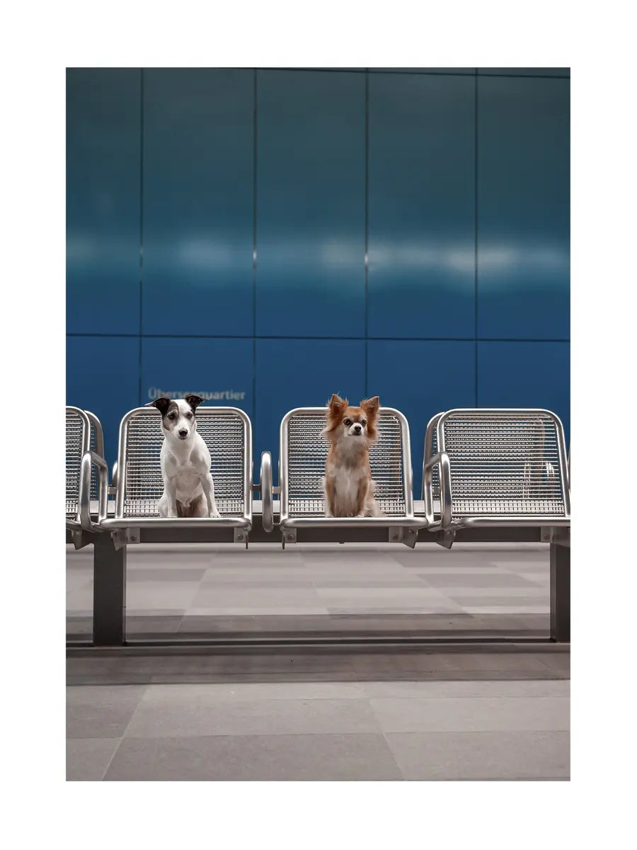 Dogs on Metro Poster