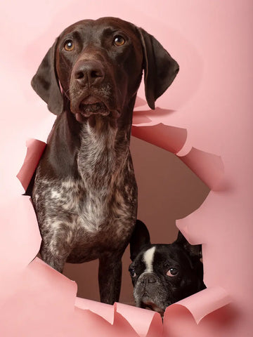 Zwei Hunde schauen durch ein zerrissenes rosa Papier.
