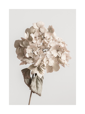 Fotografie einer getrockneten Hortensienblüte vor einem neutralen Hintergrund.