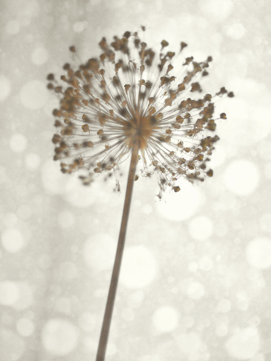 Fotografie einer getrockneten Pflanze vor einem verschwommenen Hintergrund.