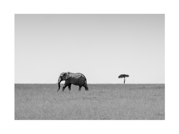 Schwarz-Weiß-Fotografie eines Elefanten in der Savanne mit einem Baum im Hintergrund.