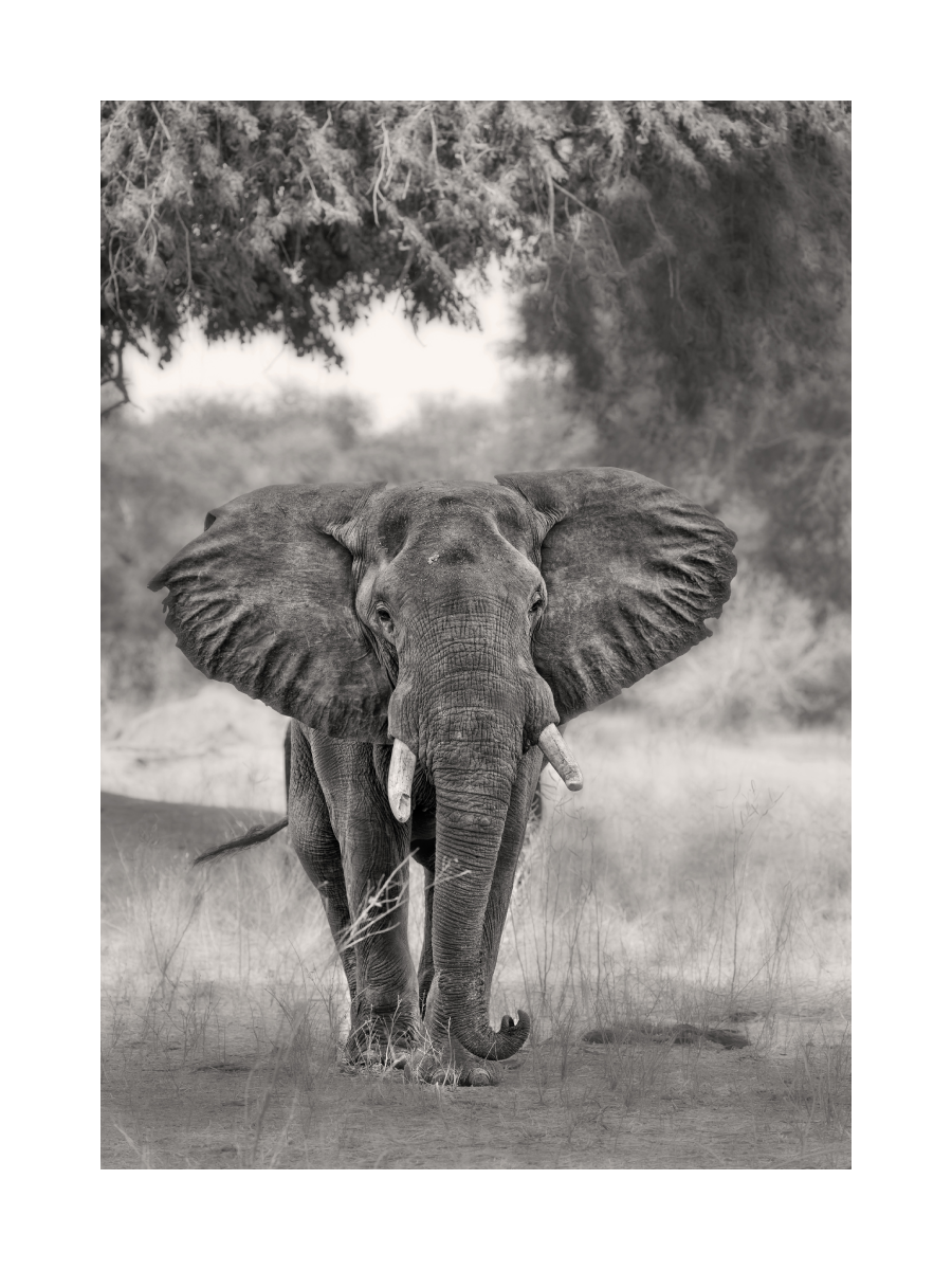 Schwarz-weiß-Fotografie eines Elefanten in der Wildnis.