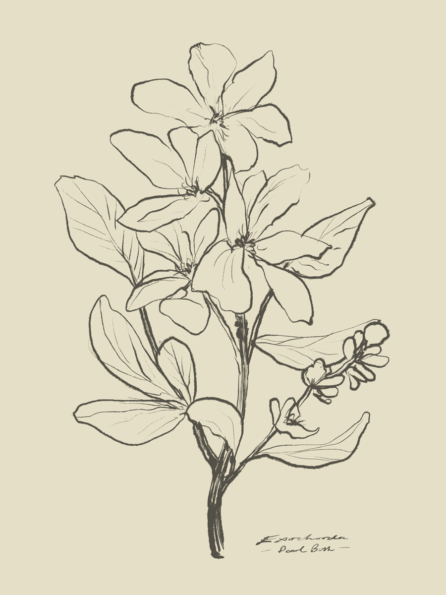 Illustration einer Blume in Schwarz auf beigem Hintergrund.