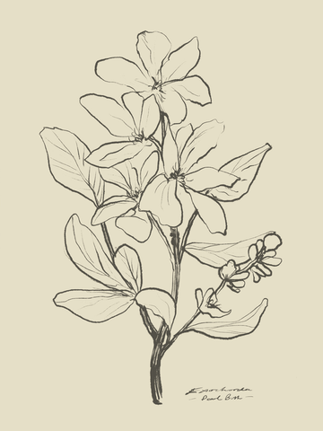 Illustration einer Blume in Schwarz auf beigem Hintergrund.