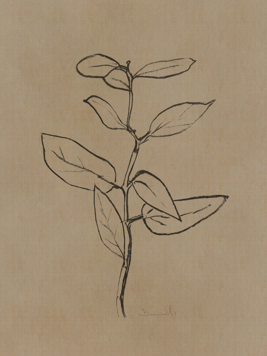 Illustration einer Pflanze mit schwarzen Umrissen auf beigem Hintergrund.