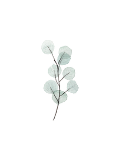 Illustration eines Eukalyptuszweigs mit grauen, durchscheinenden Blättern auf weißem Hintergrund.