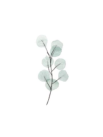Illustration eines Eukalyptuszweigs mit grauen, durchscheinenden Blättern auf weißem Hintergrund.