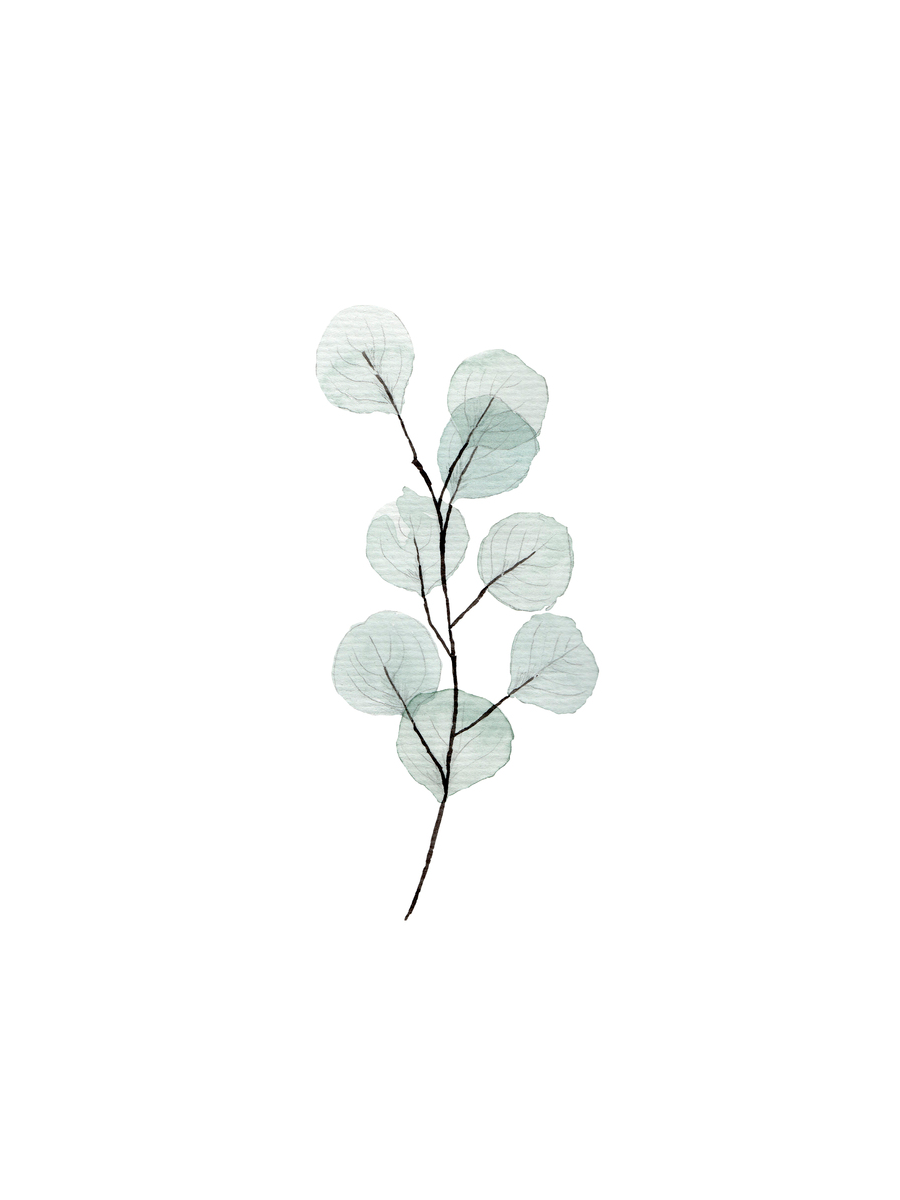 Illustration eines Eukalyptuszweigs mit grauen, durchscheinenden Blättern auf weißem Hintergrund.