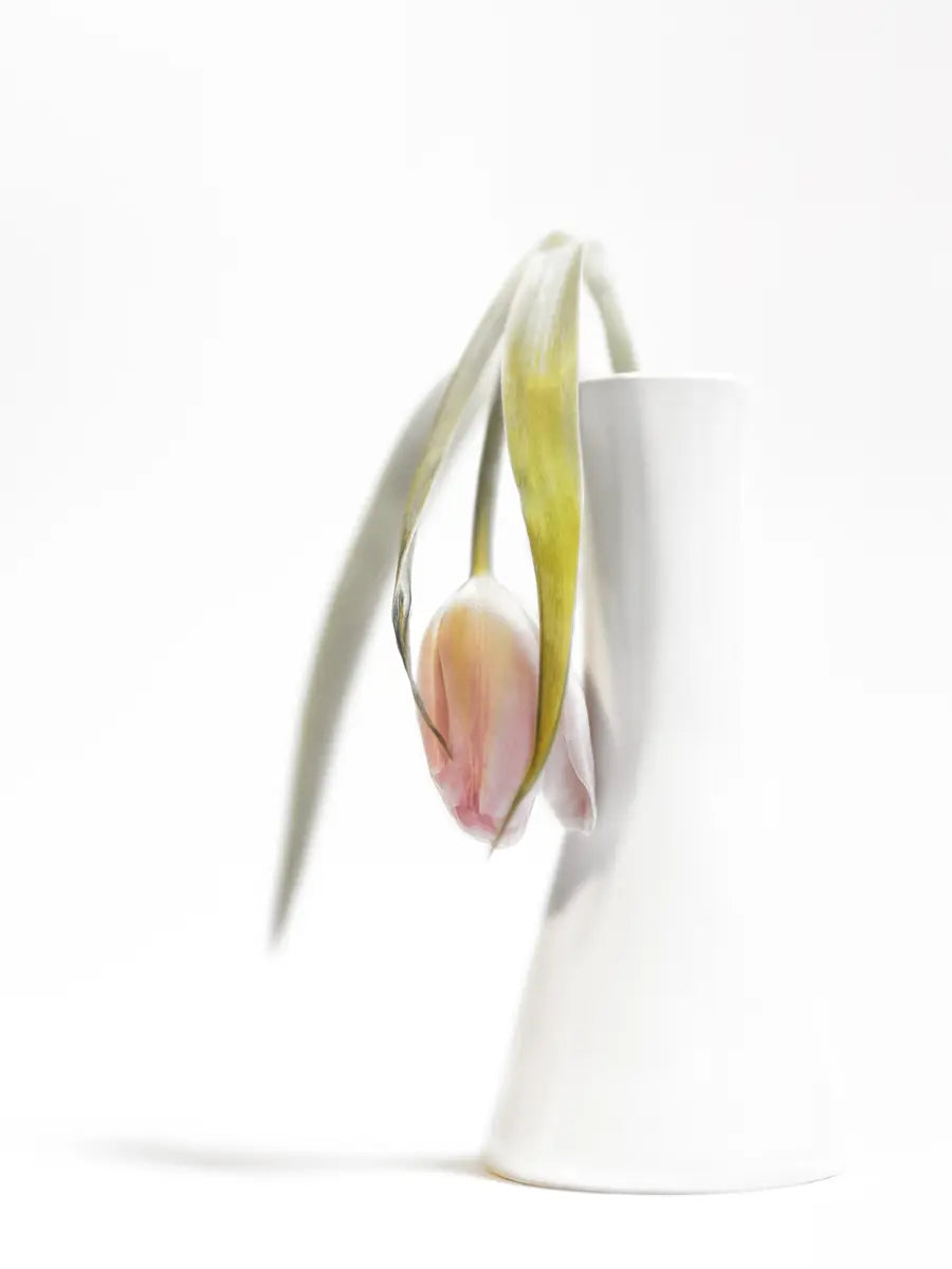 Fading Tulip In White Vase Poster
