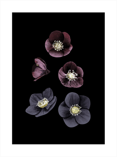 Druck von dunkelvioletten Helleborus-Blüten mit gelbem Stempel auf schwarzem Hintergrund.
