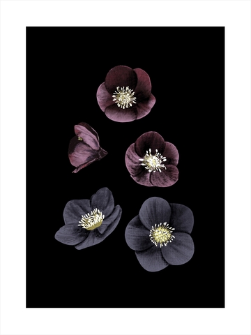 Druck von dunkelvioletten Helleborus-Blüten mit gelbem Stempel auf schwarzem Hintergrund.
