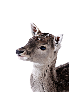 Fotografie eines Rehkitzes mit Schnee auf dem Kopf vor einem weißen Hintergrund.