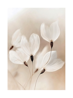 Weiße, fedrige Blüten auf einem neutralen Hintergrund.