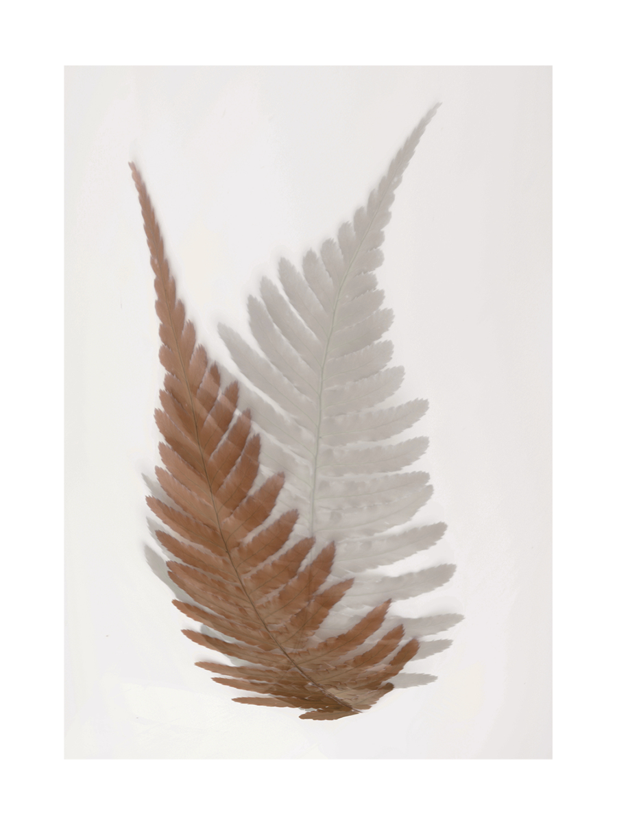 Zwei Farnblätter in Braun und Weiß auf einem hellen Hintergrund.