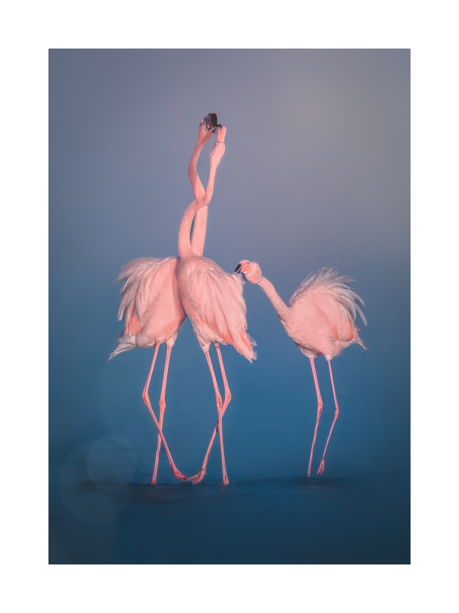 Fotografie von drei Flamingos im Wasser vor blauem Hintergrund.