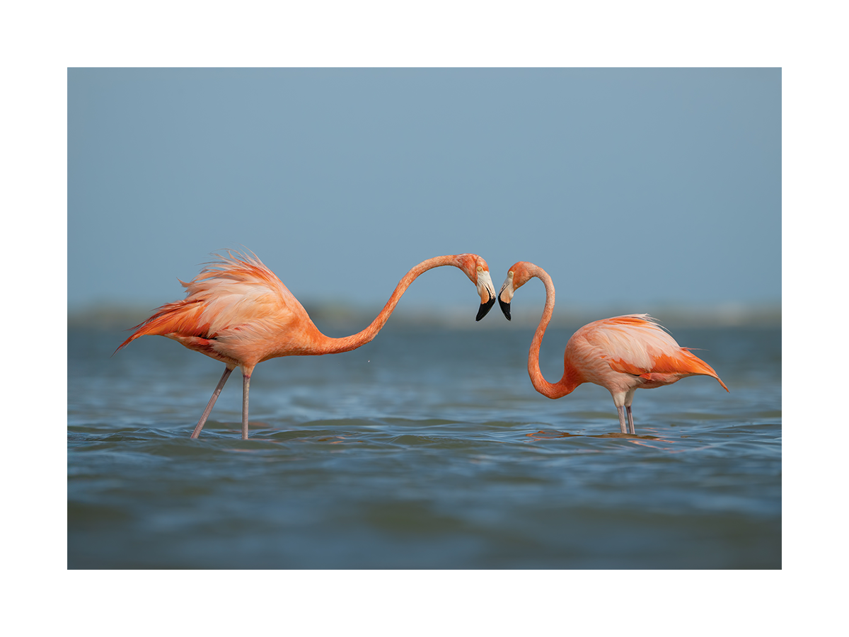 Zwei rosa Flamingos im Wasser, die ihre Köpfe zueinander neigen.