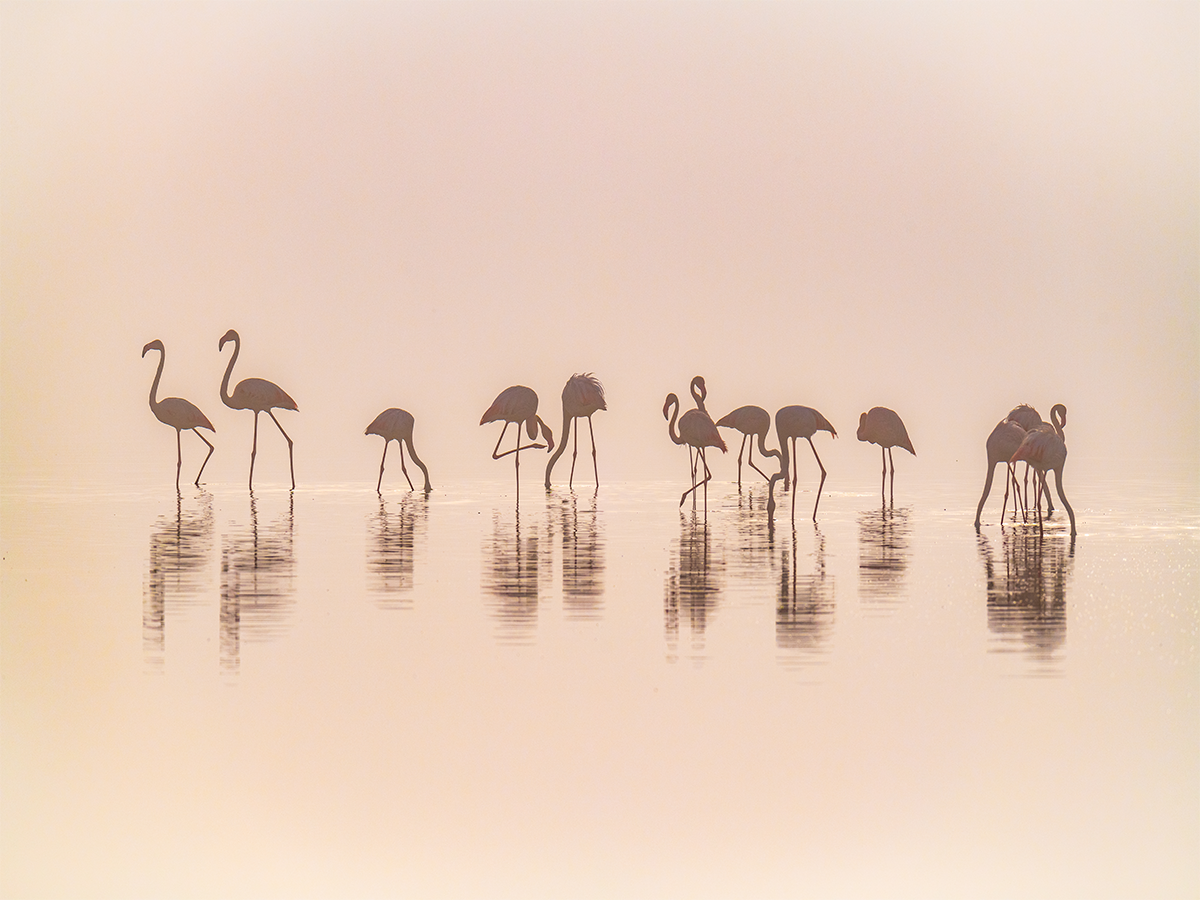 Fotografie von Flamingos auf einem See mit rosa Himmel.