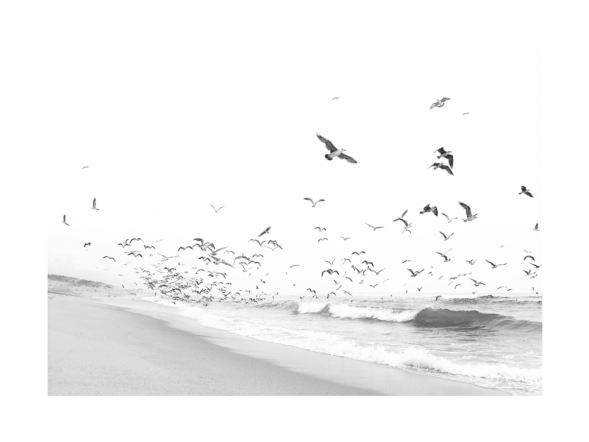 Schwarz-Weiß-Fotografie von Möwen, die über einem Strand fliegen.