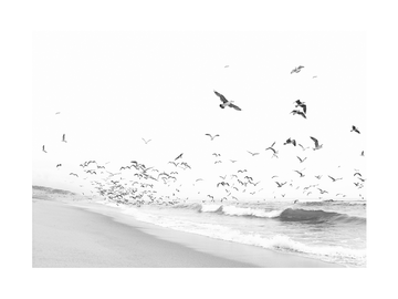 Schwarz-Weiß-Fotografie von Möwen, die über einem Strand fliegen.