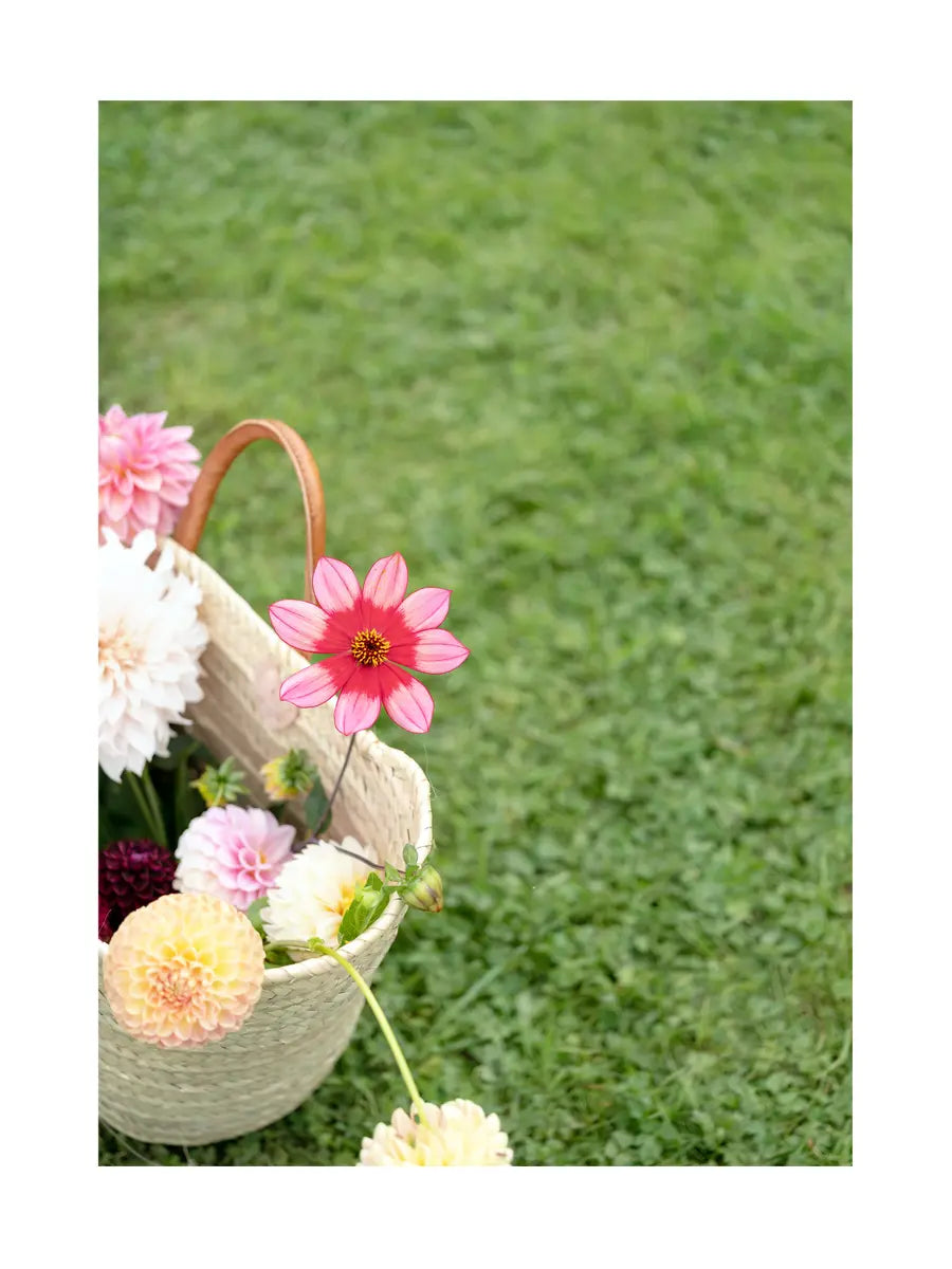 Basket Of Dahlias On Grass Poster