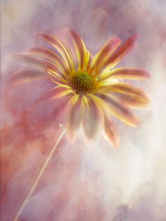 Gelbe Blume vor einem rosa Hintergrund.