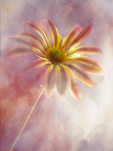 Gelbe Blume vor einem rosa Hintergrund.