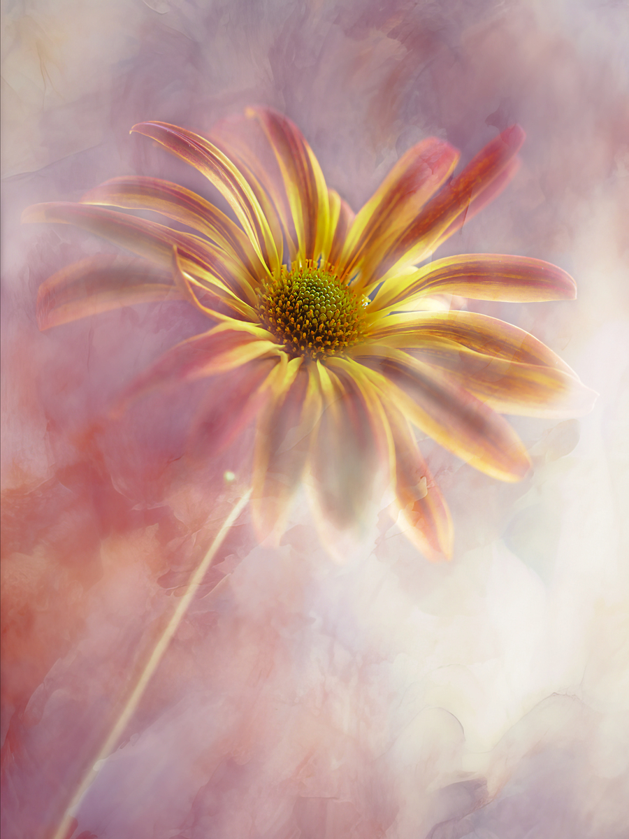 Gelbe Blume vor einem rosa Hintergrund.