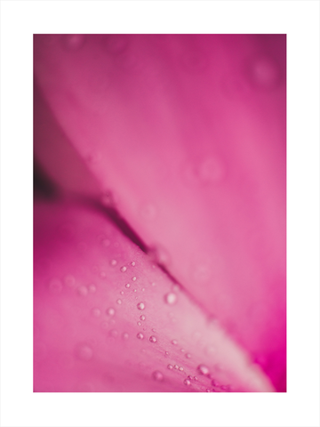 Nahaufnahme von rosa Blütenblättern mit Wassertropfen.