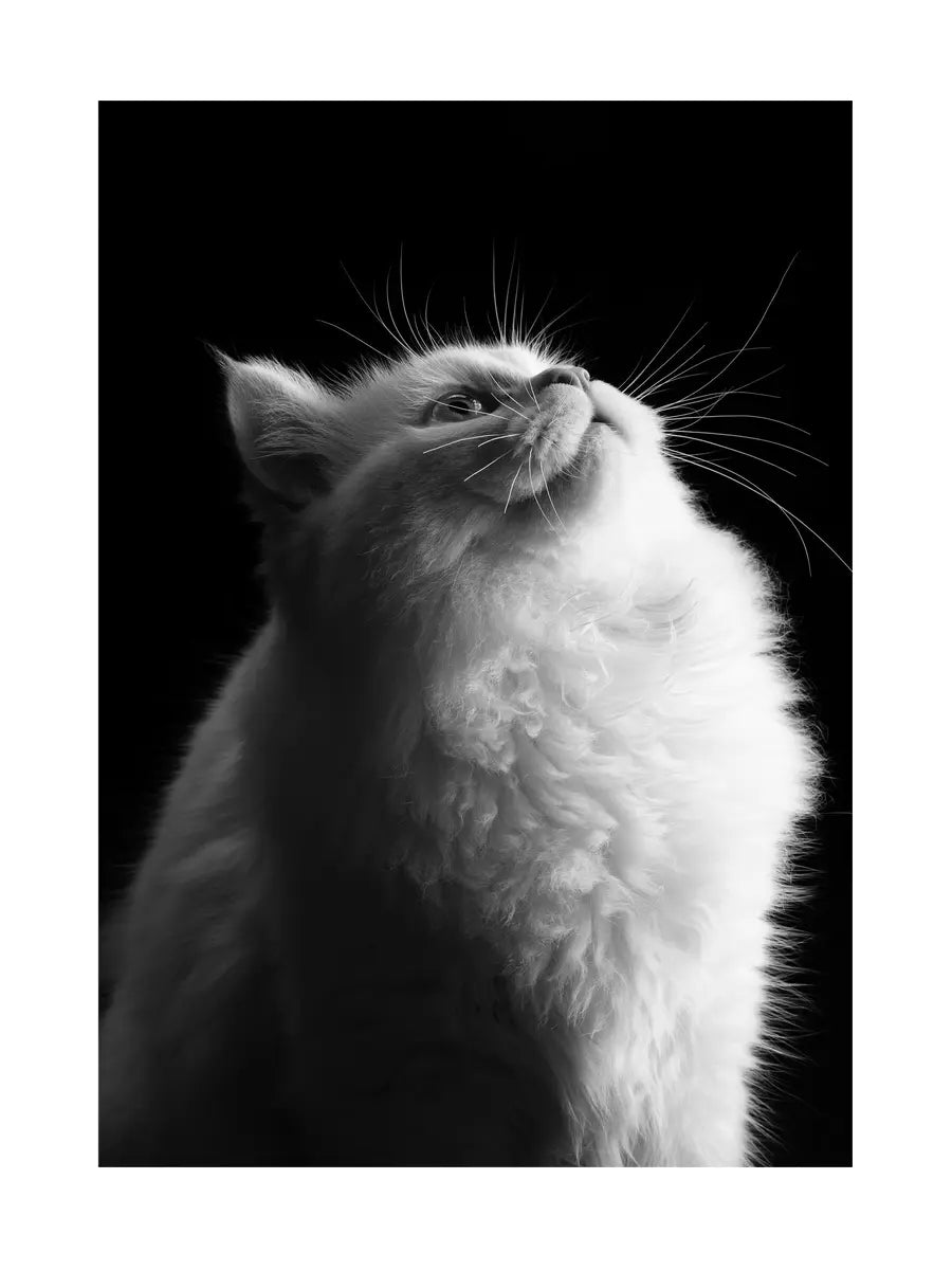 Schwarz-weiß-Fotografie einer flauschigen Katze, die nach oben schaut, vor einem schwarzen Hintergrund.