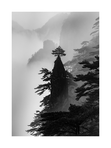 Schwarz-weiß-Fotografie von Bäumen auf einem nebligen Berg.