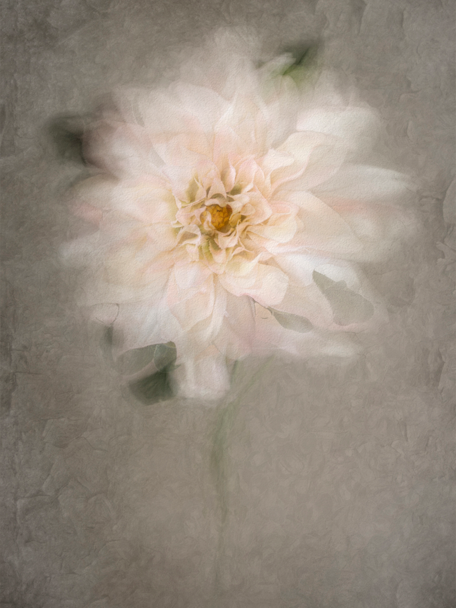 Zarte weiße Blume vor einem grauen Hintergrund in einem weichen, verschwommenen Stil.