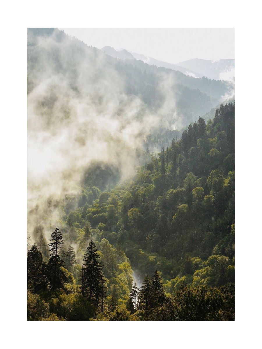 Waldlandschaft mit nebelverhangenen Hügeln und grünen Bäumen.