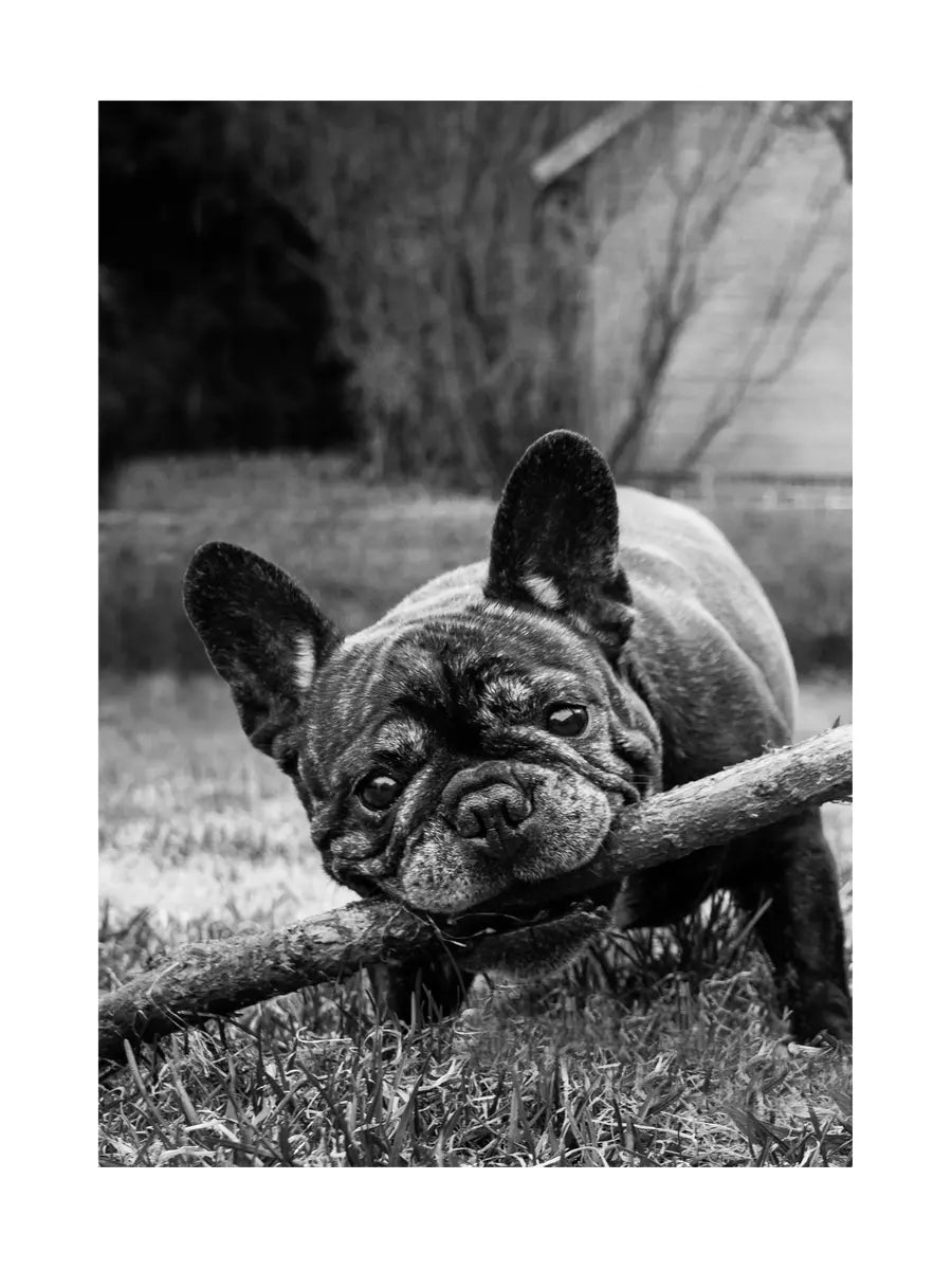 Schwarz-weiß-Fotografie einer französischen Bulldogge, die auf einem Rasen auf einem Stock kaut.