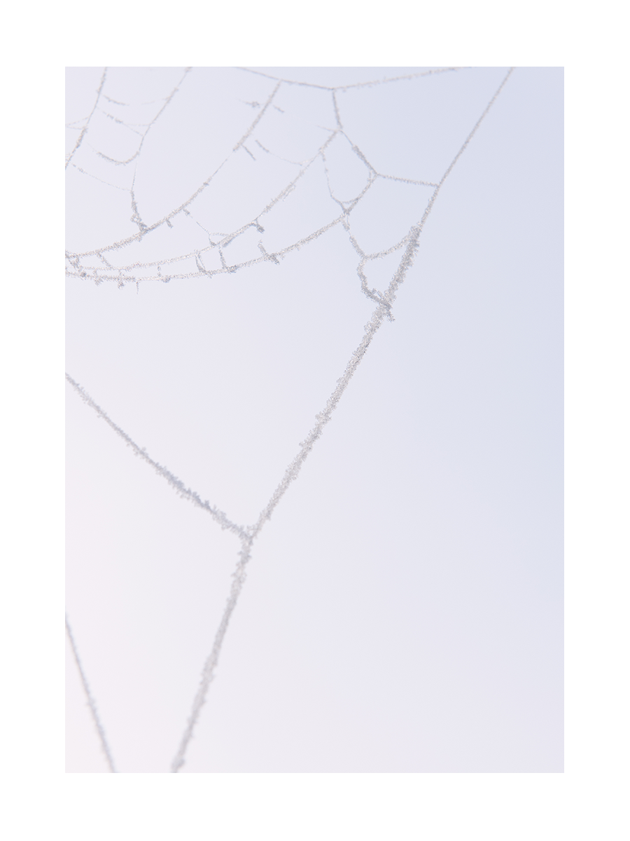 Fotografie eines gefrorenen Spinnennetzes vor einem hellgrauen Hintergrund.