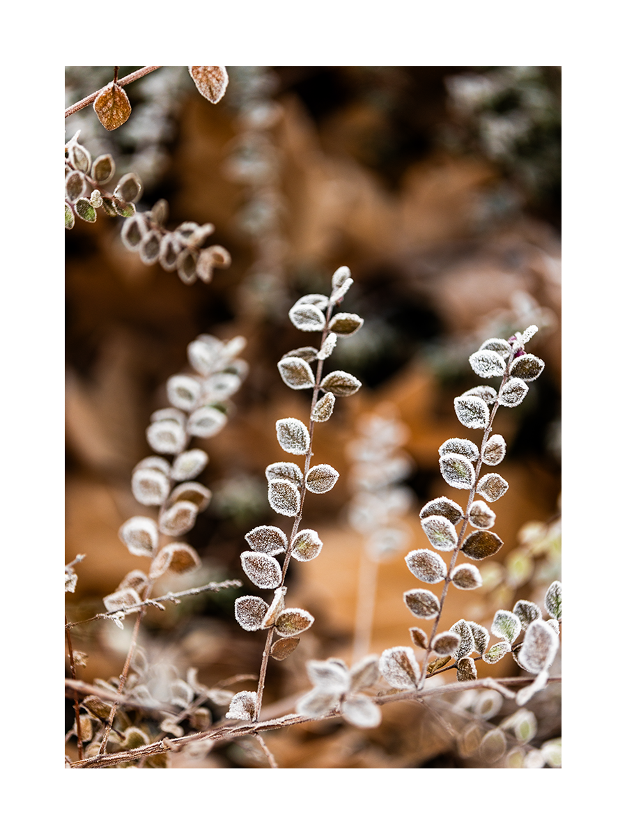 Fotografie von kleinen, mit Frost bedeckten Blättern vor einem braunen Hintergrund.