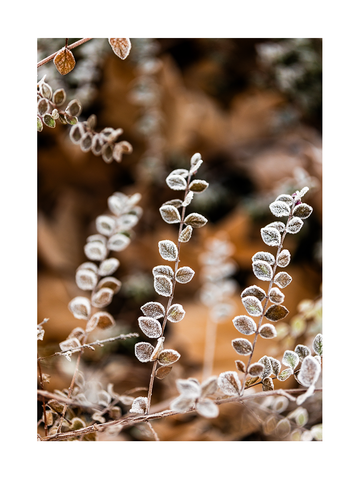 Fotografie von kleinen, mit Frost bedeckten Blättern vor einem braunen Hintergrund.