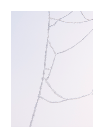 Fotografie eines Spinnennetzes mit Raureif vor einem hellgrauen Hintergrund.