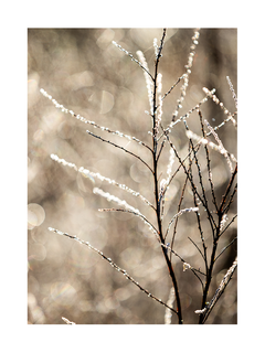 Fotografie von dünnen Zweigen mit Eiskristallen und verschwommenem Hintergrund.