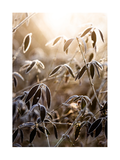 Fotografie von gefrorenen Blättern in der Sonne.