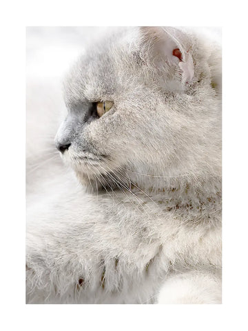 Fotografie einer grauen Katze, die zur Seite schaut, mit einem verschwommenen Hintergrund.