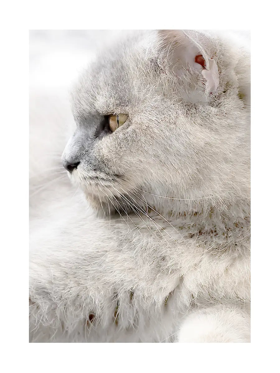 Fotografie einer grauen Katze, die zur Seite schaut, mit einem verschwommenen Hintergrund.
