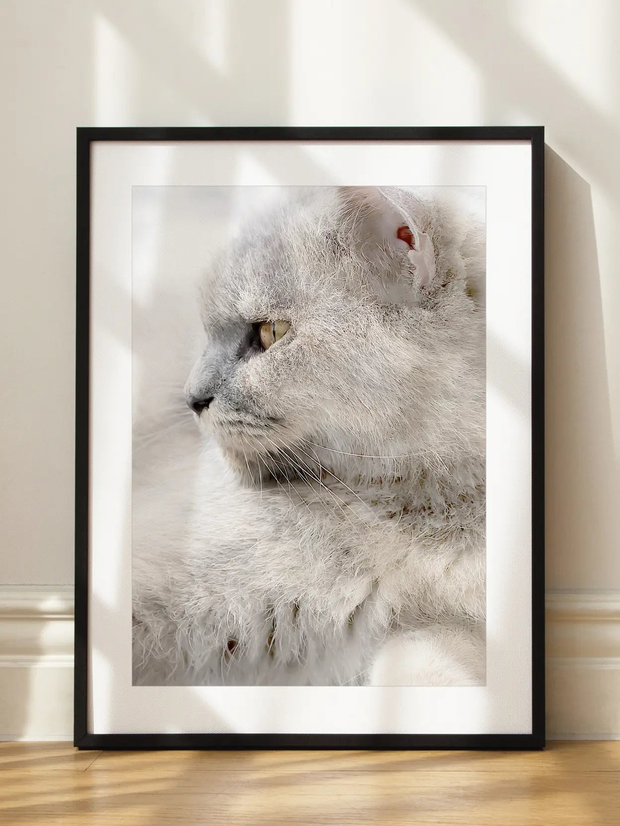 Furry Cat