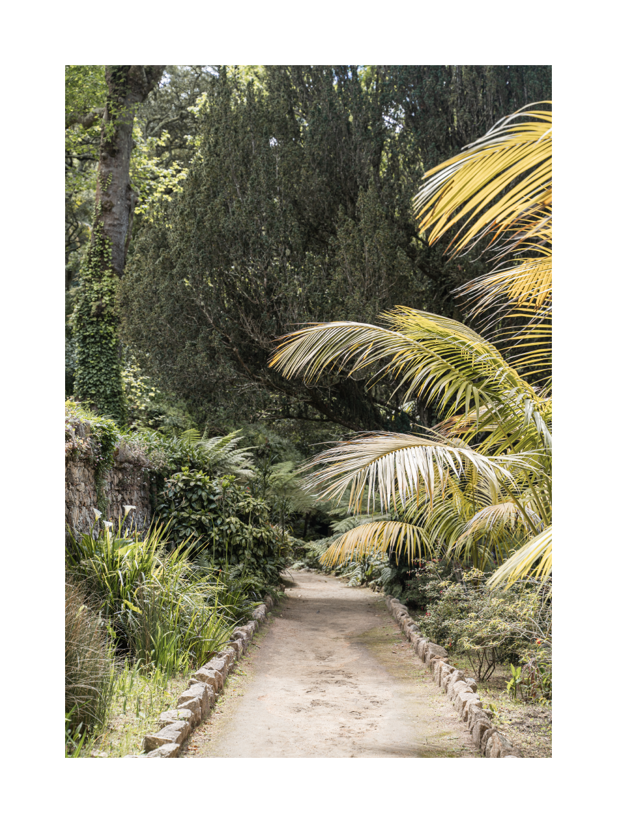 Fotografie eines Gartenweges umgeben von grünen Pflanzen und Bäumen.