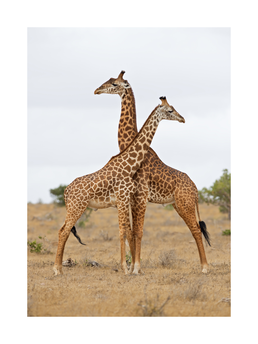 Zwei Giraffen in der Savanne mit blauem Himmel im Hintergrund.