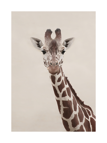 Fotografie einer Giraffe vor einem beigen Hintergrund.