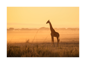 Giraffe in der Savanne im Morgenlicht im Ngorongoro-Krater, Tansania.