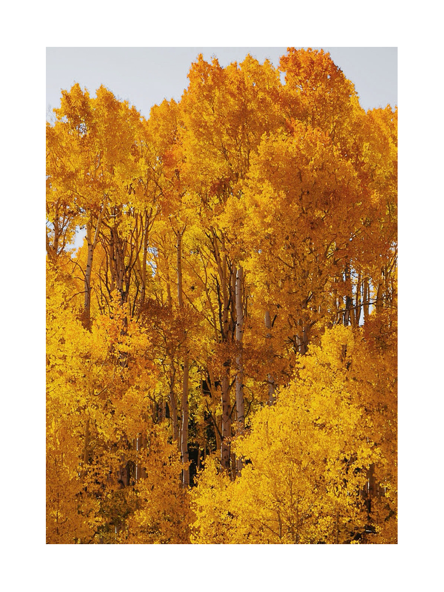 Fotografie von Espenbäumen mit gelben Blättern im Herbst.