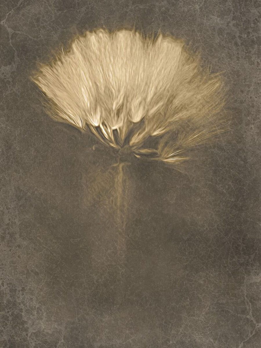 Goldene Blume auf braunem Hintergrund.