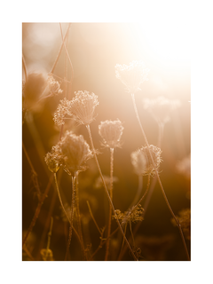 Fotografie von Blumen im goldenen Sonnenlicht.
